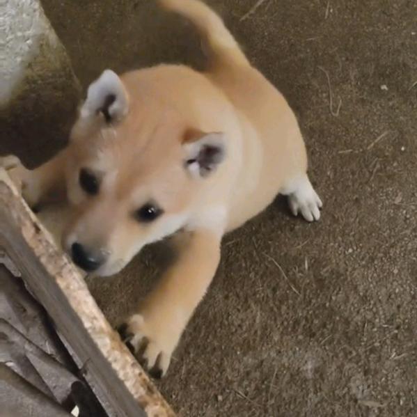 乡村田园犬.土猎犬