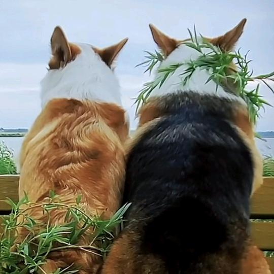 💞ℒᎭℯ⃝时光᭄🦋裂痕⁵²º🌻