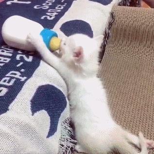 设计丸