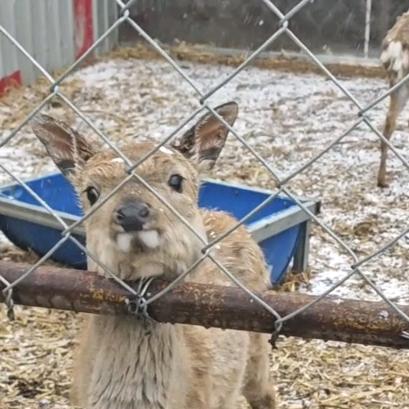 鹿妹子小张的日常生活