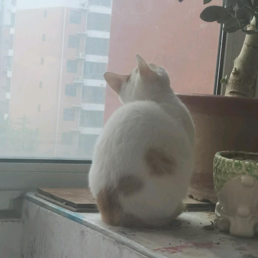 梦清。