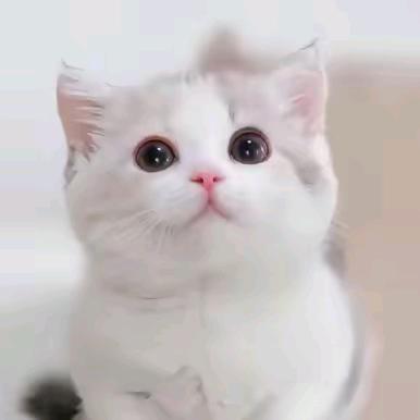 普宁小林