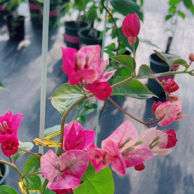 小心肝儿❤小可爱