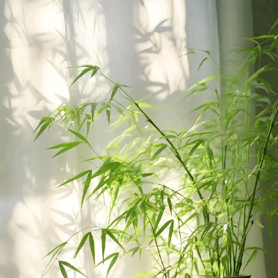 素笺拾光