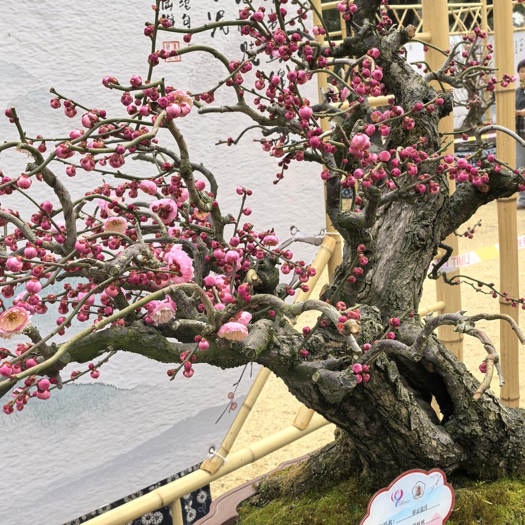 小米奶奶