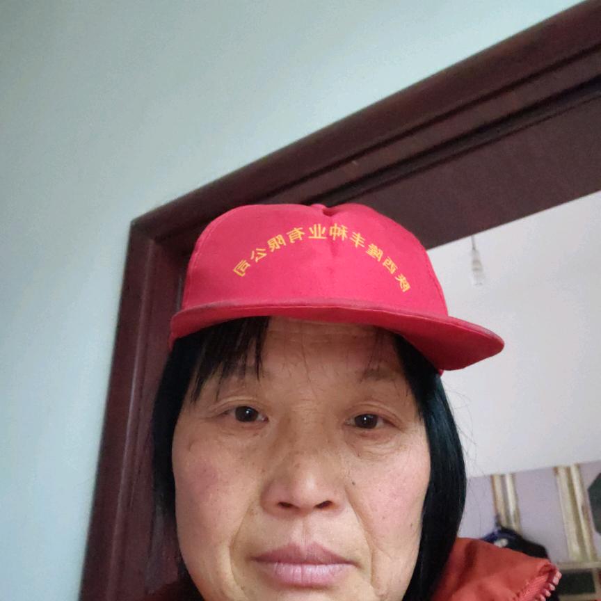自由的小鸟