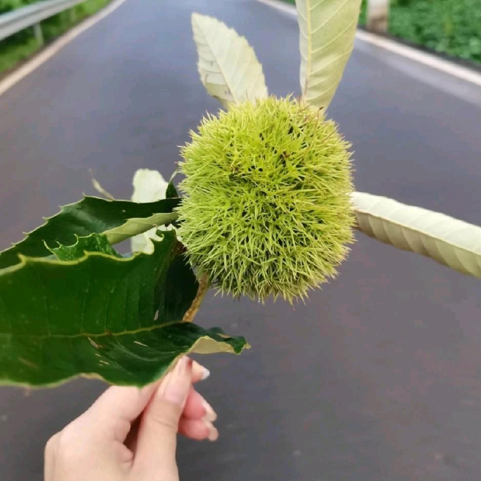 兰兰🌹