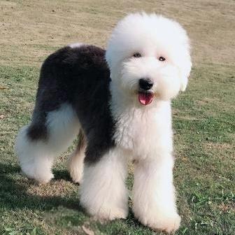 莱州市结缘旺舍宠物店