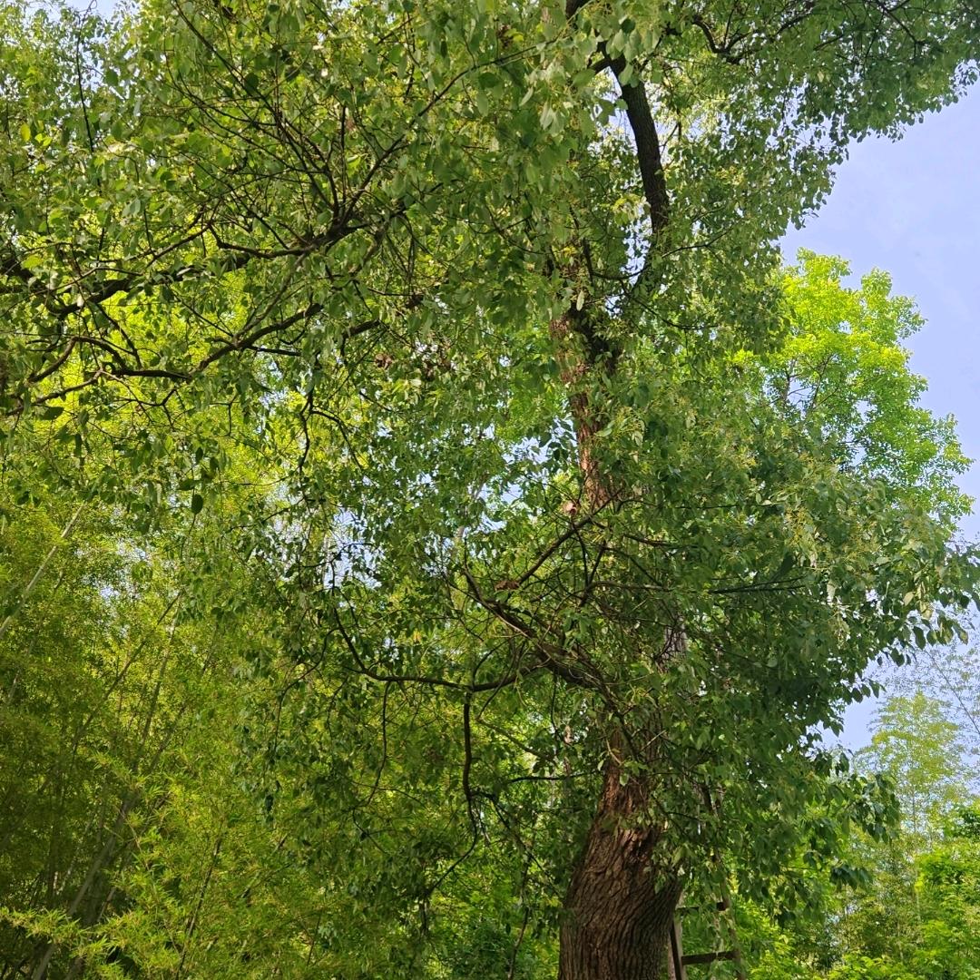 野狼