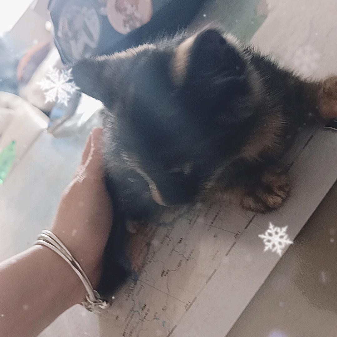 竹修