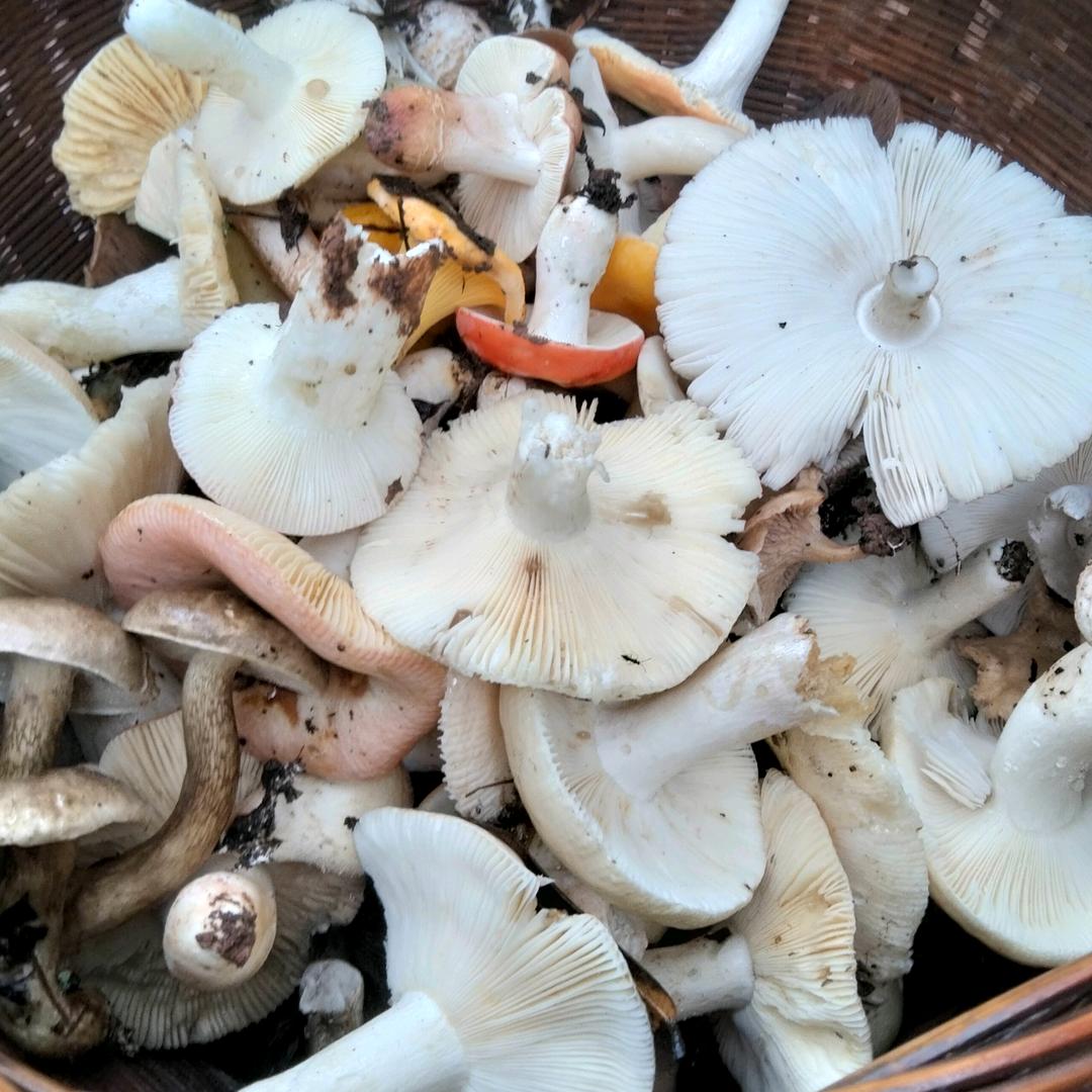 高爷