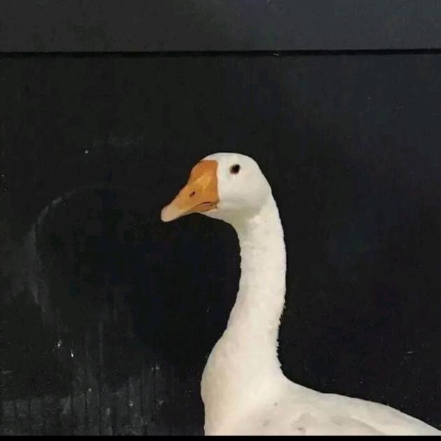 大鹅总