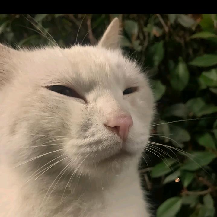 爱喝茶