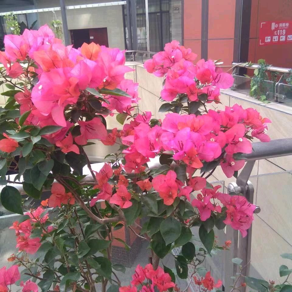 顺顺利利