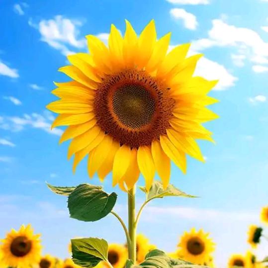 🌻.