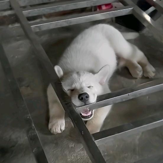 H逸远