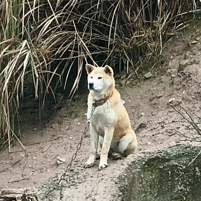 甑山犬鸣