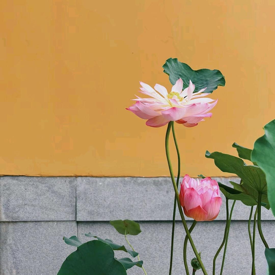 如 意 ☁️