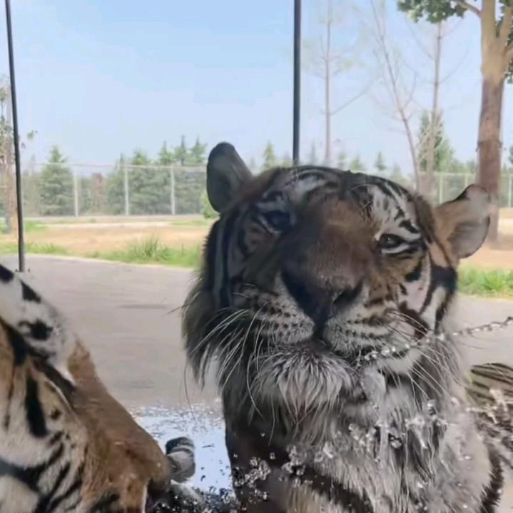 顺顺利利🐯王南南影帝金鸡腿奖最佳男主头像