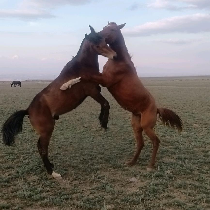 umetker