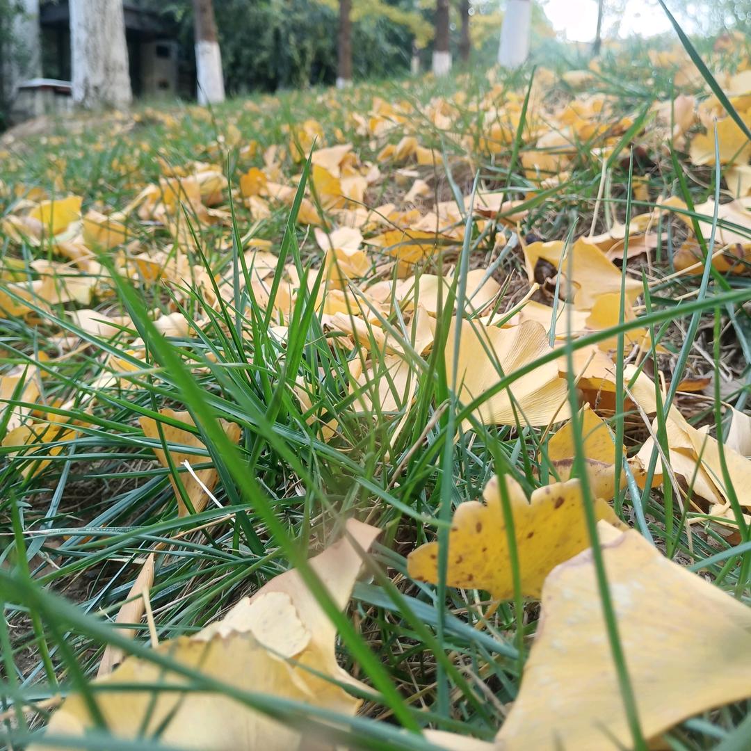 春风何时来