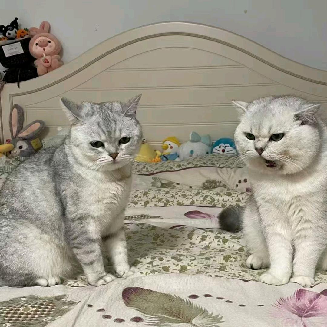 o▬▬▬▬|▅▅▅▅▅▅▅▅▆▆▇◤