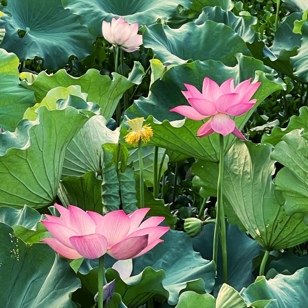 道敬——能正