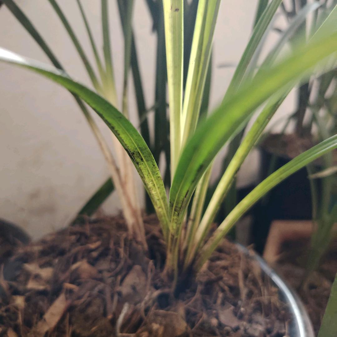 @晓晓兰💞颜🍀