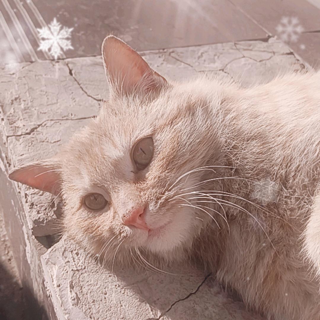 刘子大日艹头像
