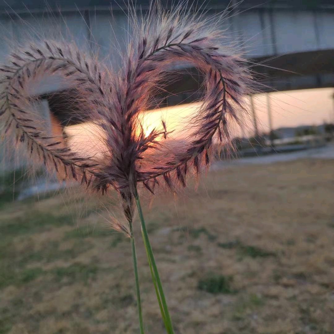 何以笙箫