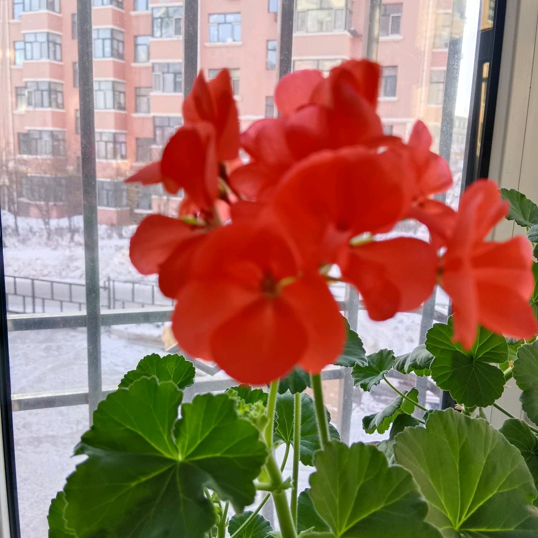 颖子阅读（大号颖子读书上午11：30）