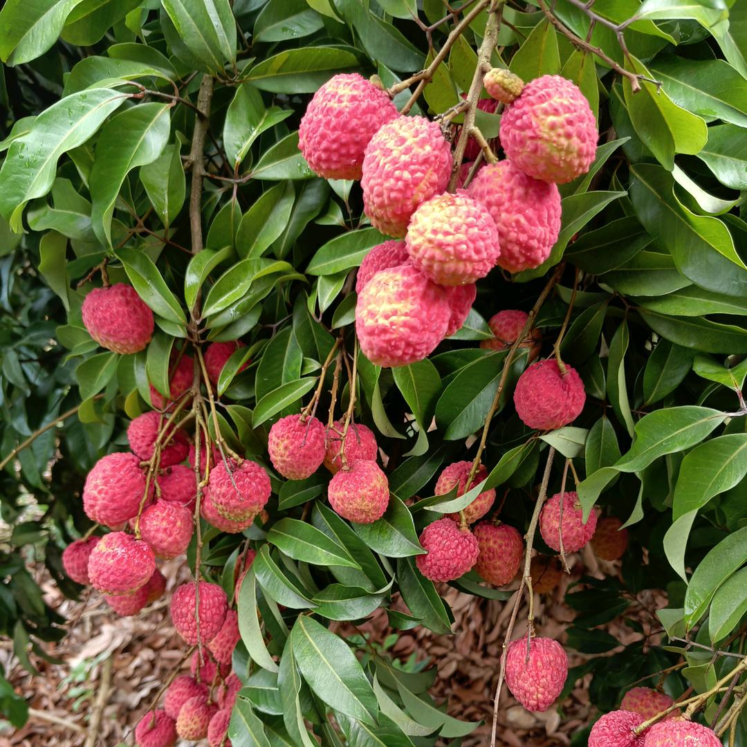 开深哥100%（尊师《荔龙农业》）