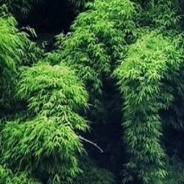 ε琴韵ε