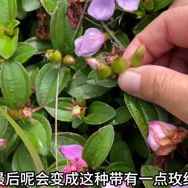 平凡哥在农村生活