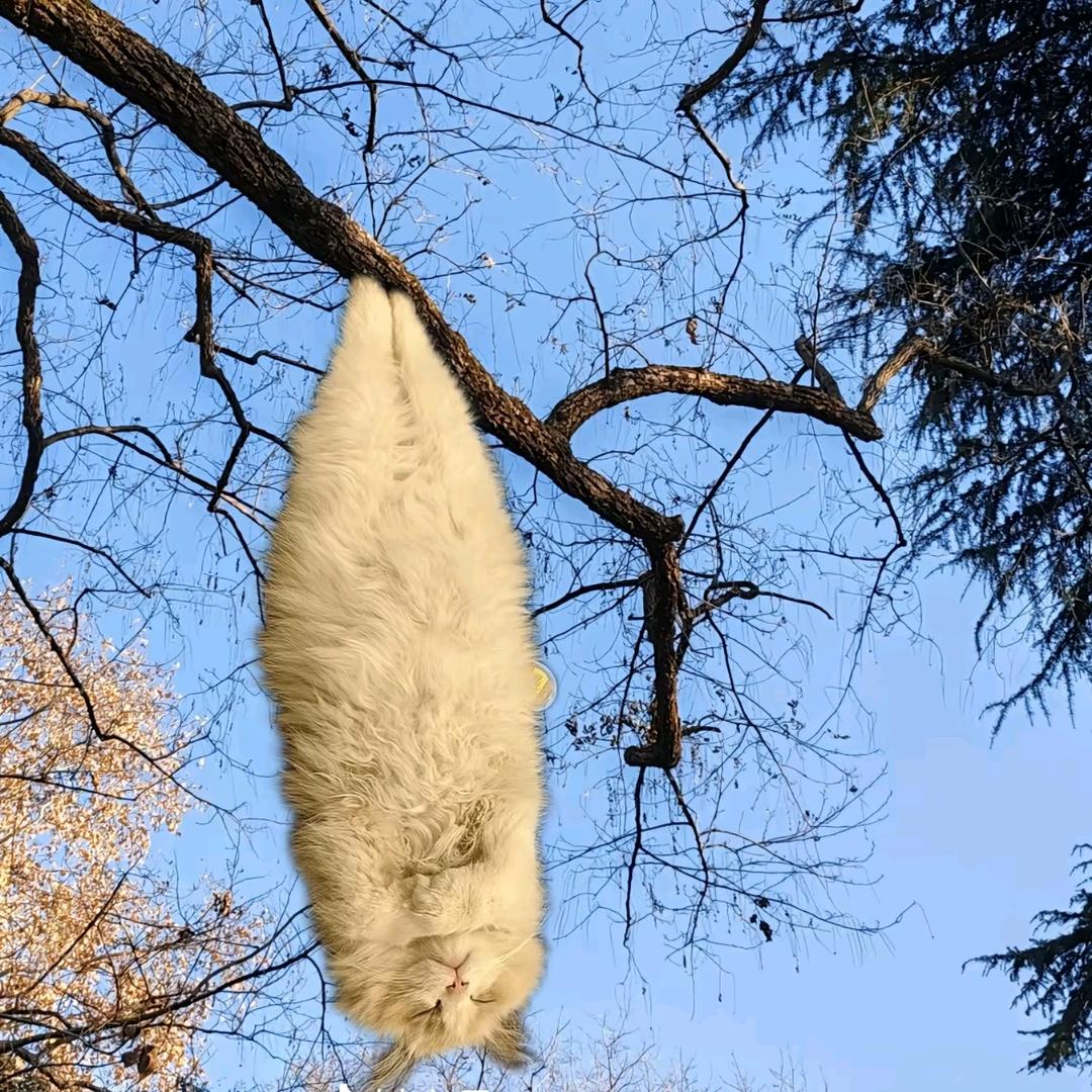 猛踹瘸腿