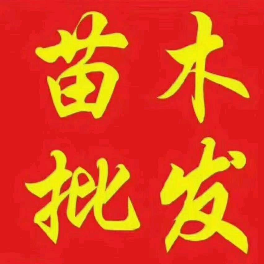 志岩苗圃ƪ(˘⌣˘)ʃ