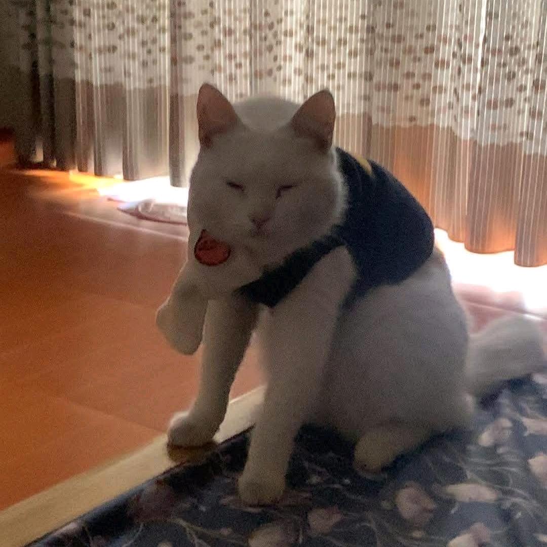 乖乖是个猫猫