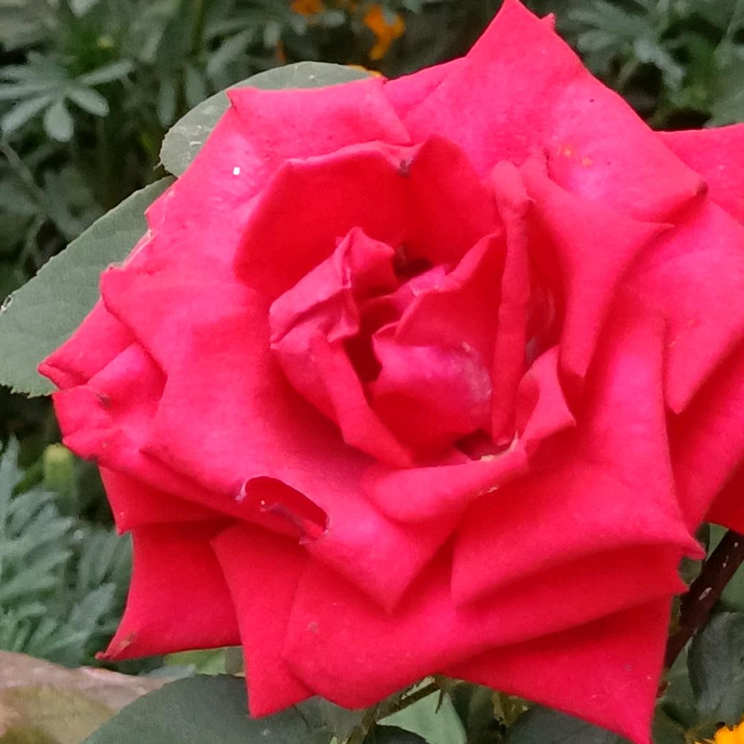 花开富贵1288