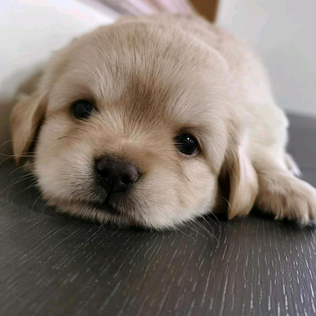 🌈缅甸园大王🌈