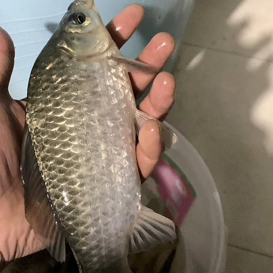 小刘爱钓鱼🎣