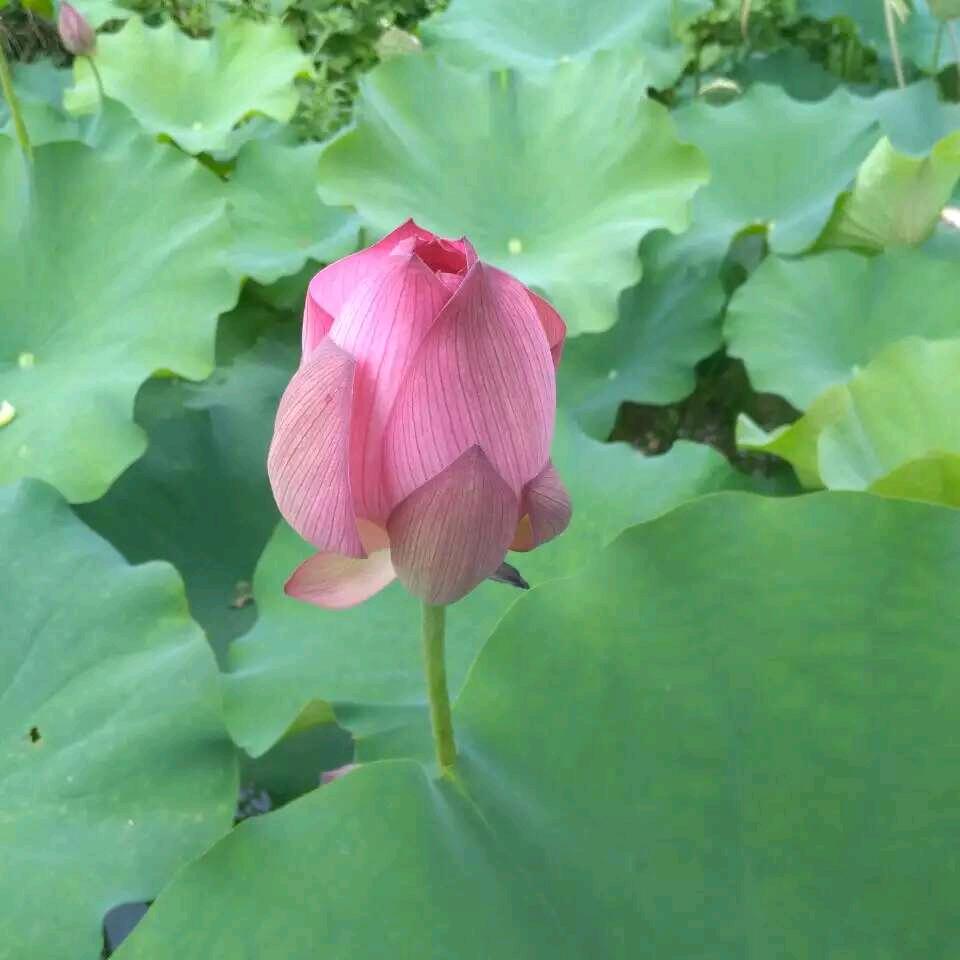 用户秀2187683571676秀