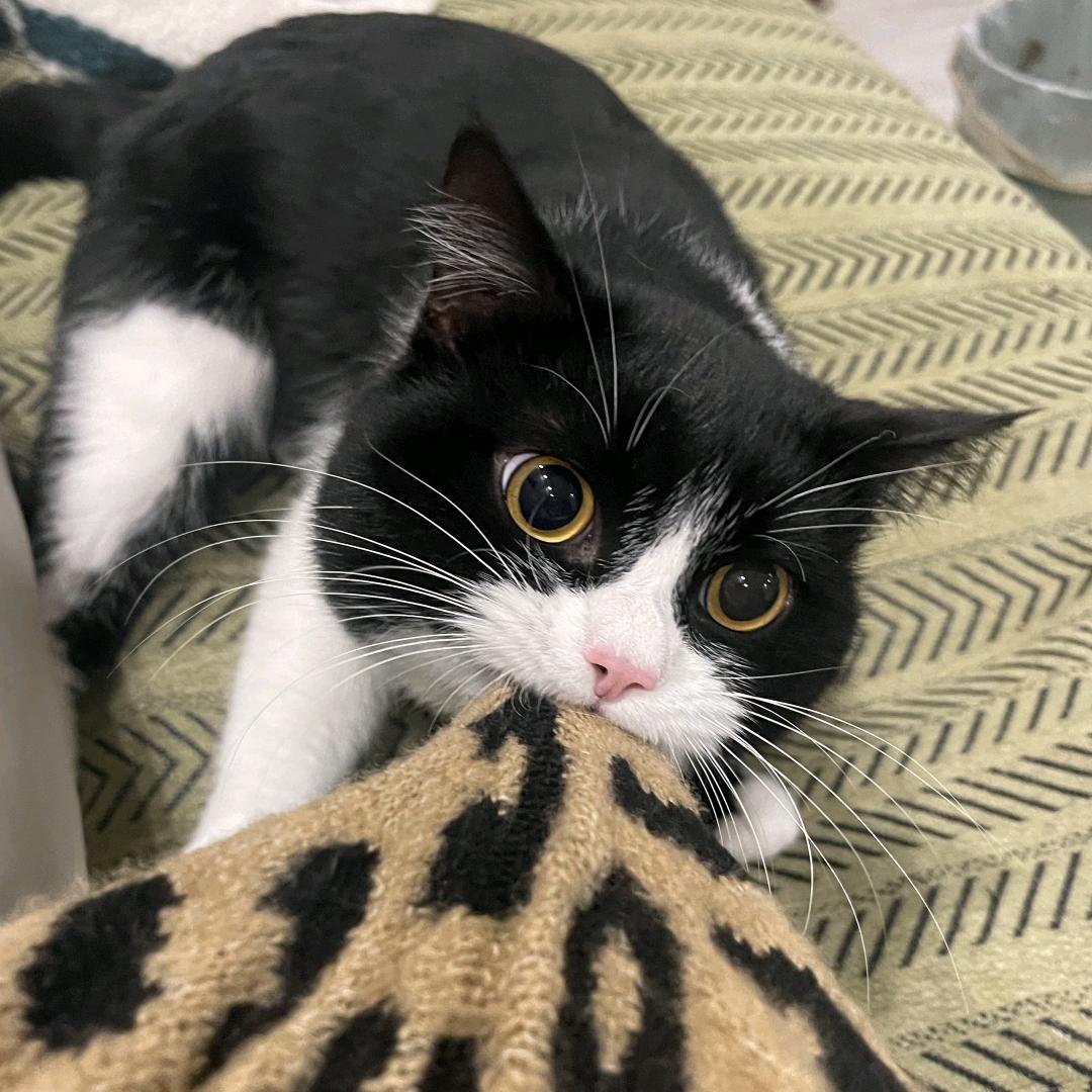 🇨🇳灰太狼🇨🇳