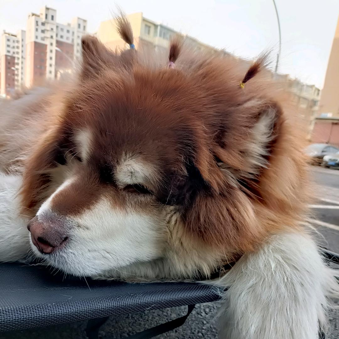 游泳的鱼 自由自在