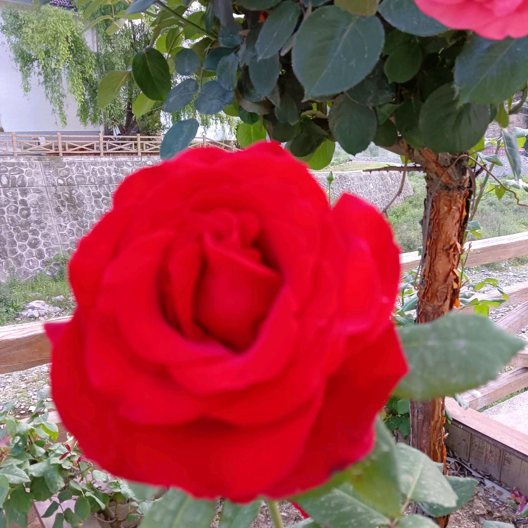 红姐！晚上八点半开播，