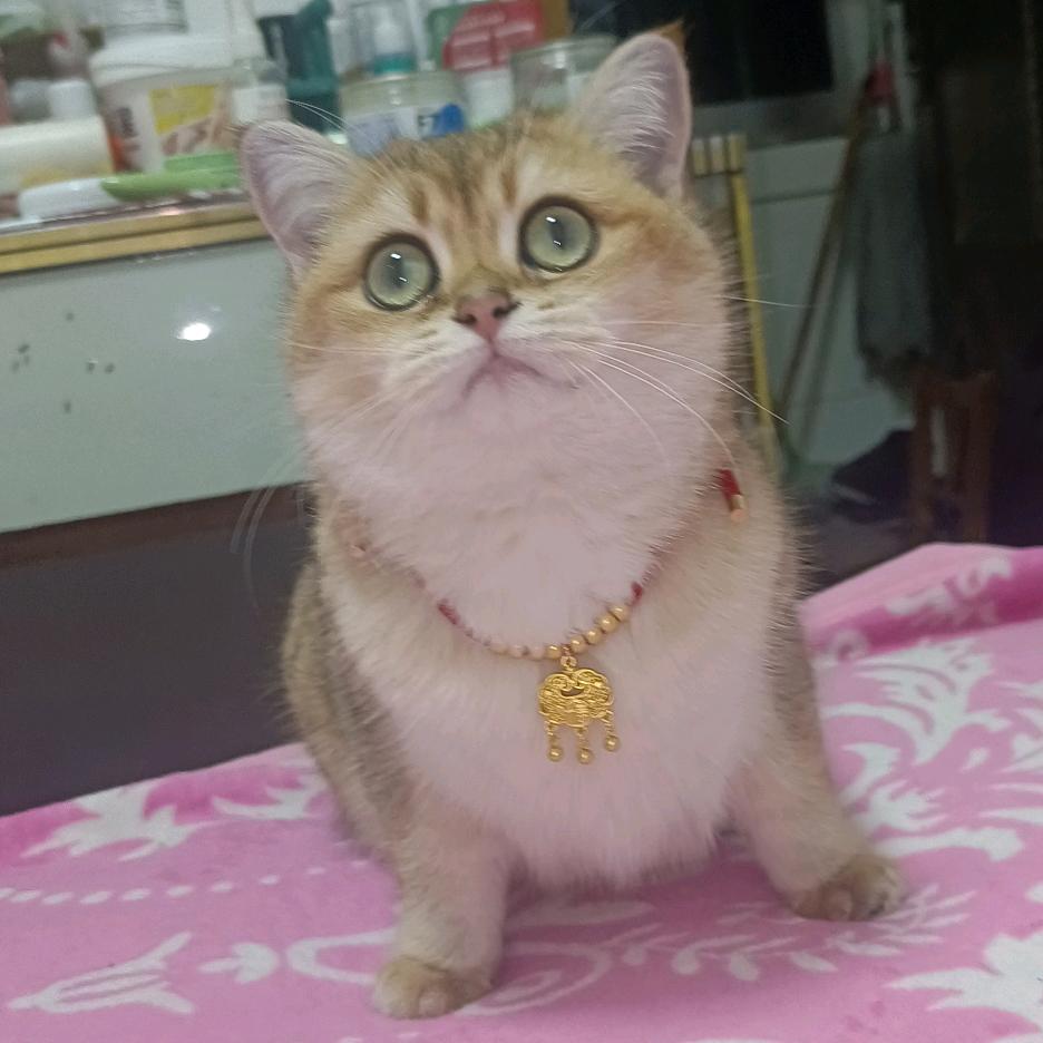 萌萌宝贝
