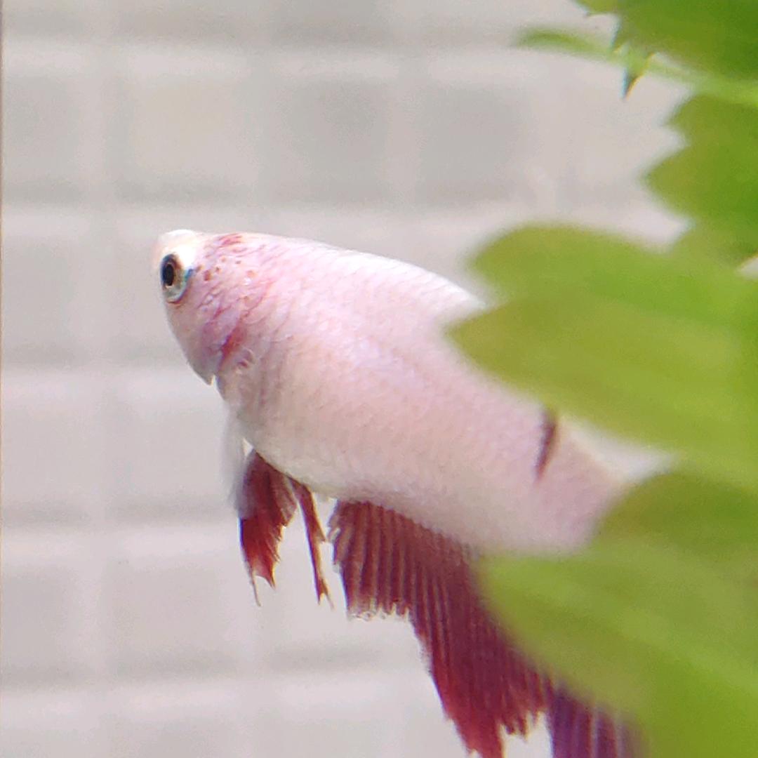 走得摩冇鼻哥-泰国斗鱼自繁业余玩家