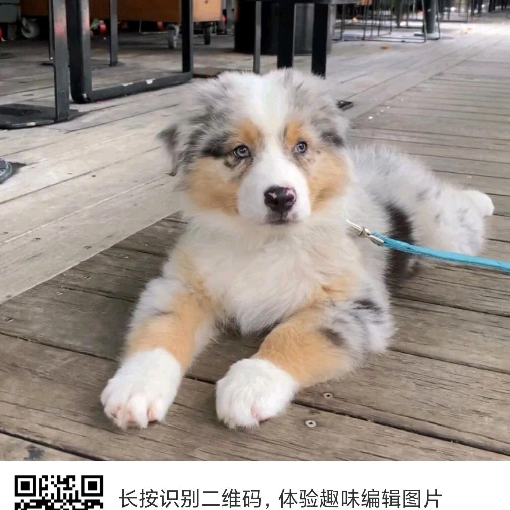 乘珩犬业