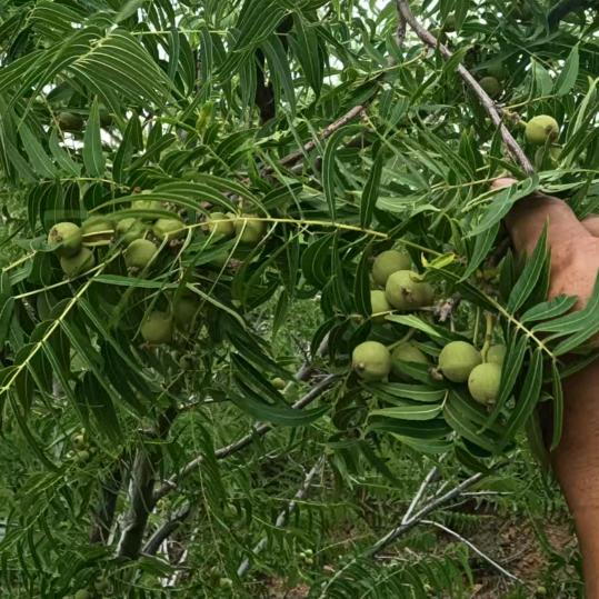 山地猴头核桃种植户