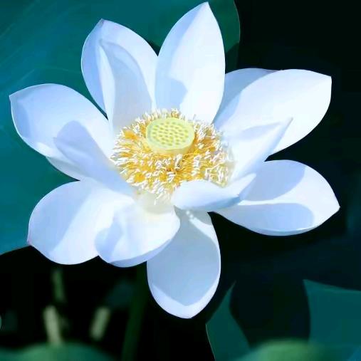 灵珑阁