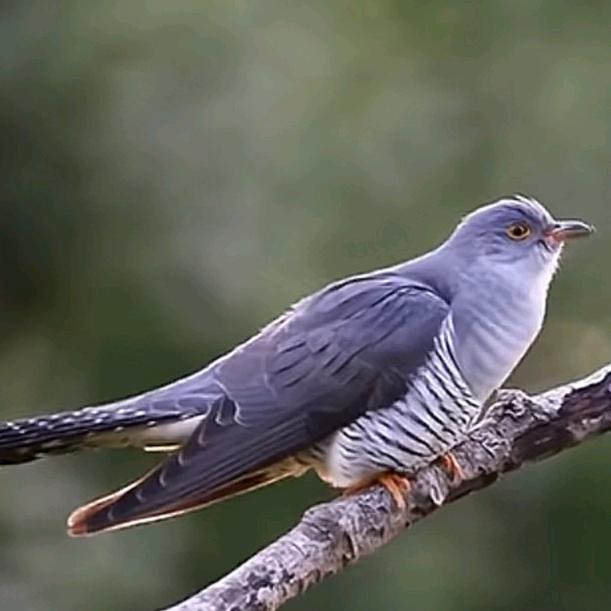 🦄茶马古道  🐎